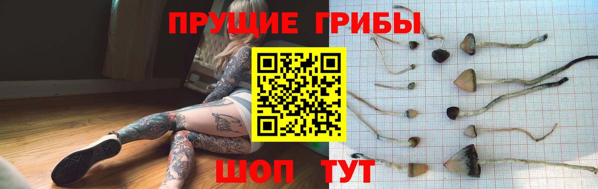 Галлюциногенные грибы Psilocybine cubensis Солнечногорск